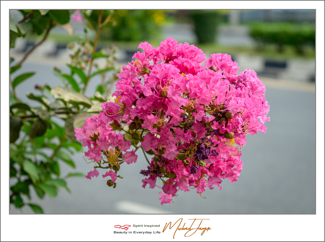 Click image for larger version

Name:	pnkish-blue-(3-of-4).jpg
Views:	51
Size:	490.1 KB
ID:	157055