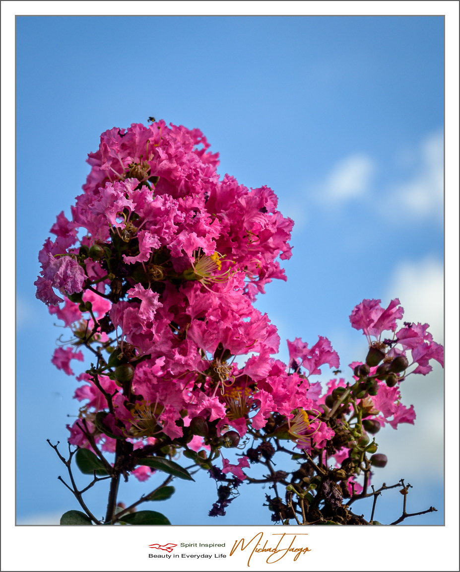 Click image for larger version

Name:	pnkish-blue-(4-of-4).jpg
Views:	52
Size:	680.1 KB
ID:	157056