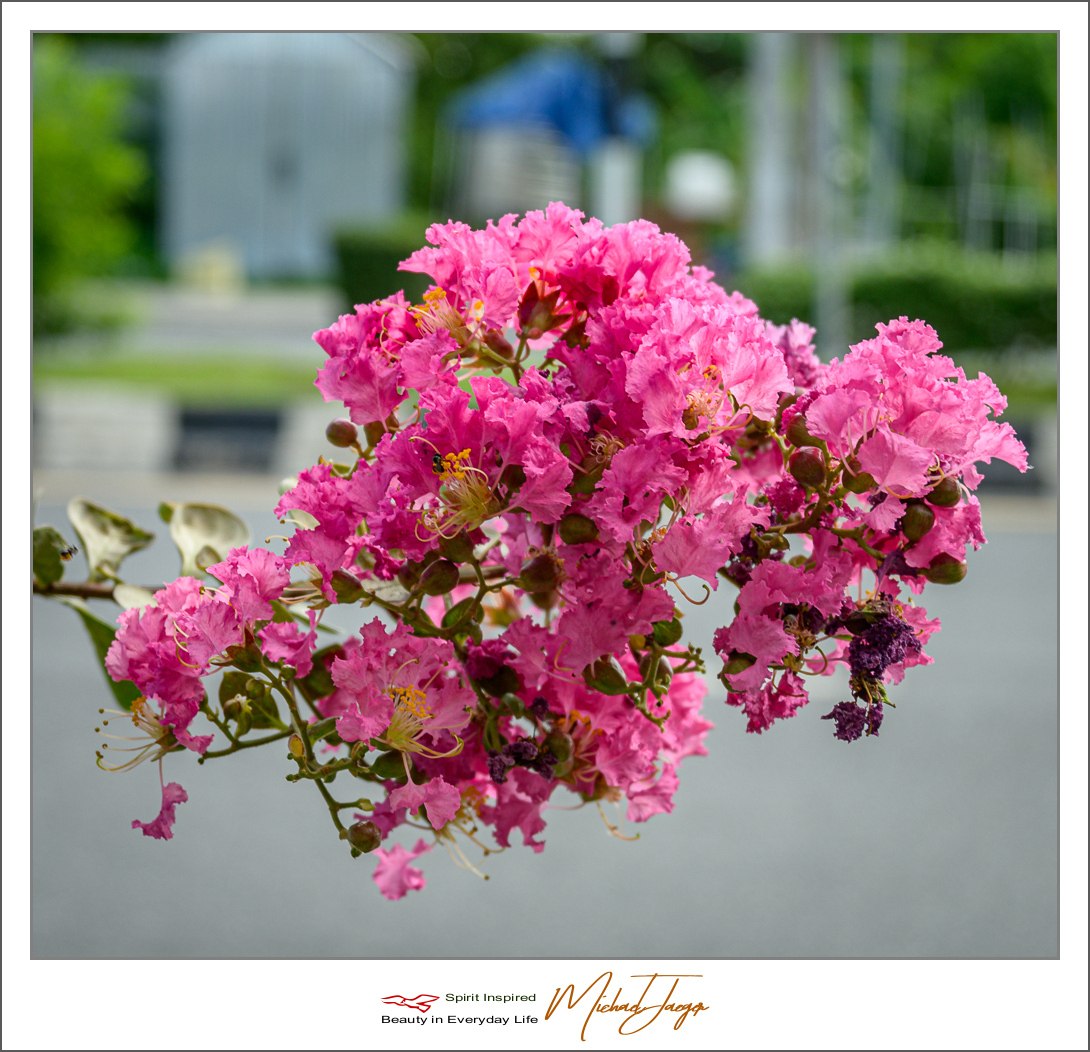 Click image for larger version

Name:	pnkish-blue-(2-of-4).jpg
Views:	51
Size:	676.6 KB
ID:	157058