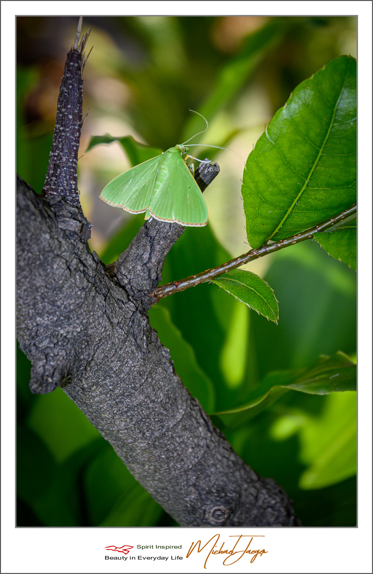 Click image for larger version

Name:	green-(3-of-4).jpg
Views:	53
Size:	514.9 KB
ID:	157104