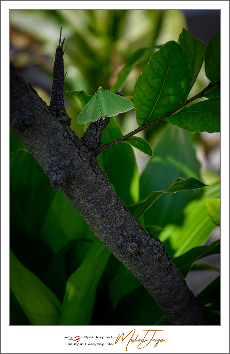 Click image for larger version

Name:	green-(1-of-4).jpg
Views:	74
Size:	424.5 KB
ID:	157105