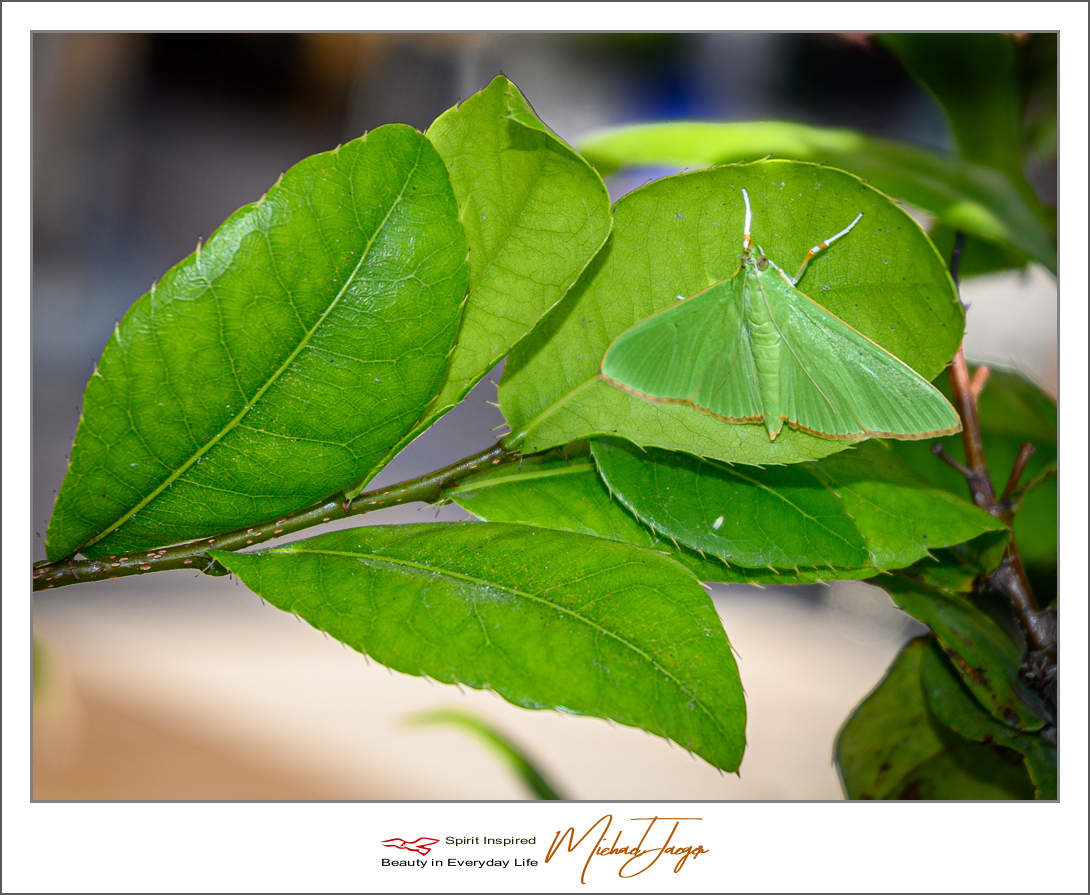 Click image for larger version

Name:	green-(4-of-4).jpg
Views:	53
Size:	597.9 KB
ID:	157106