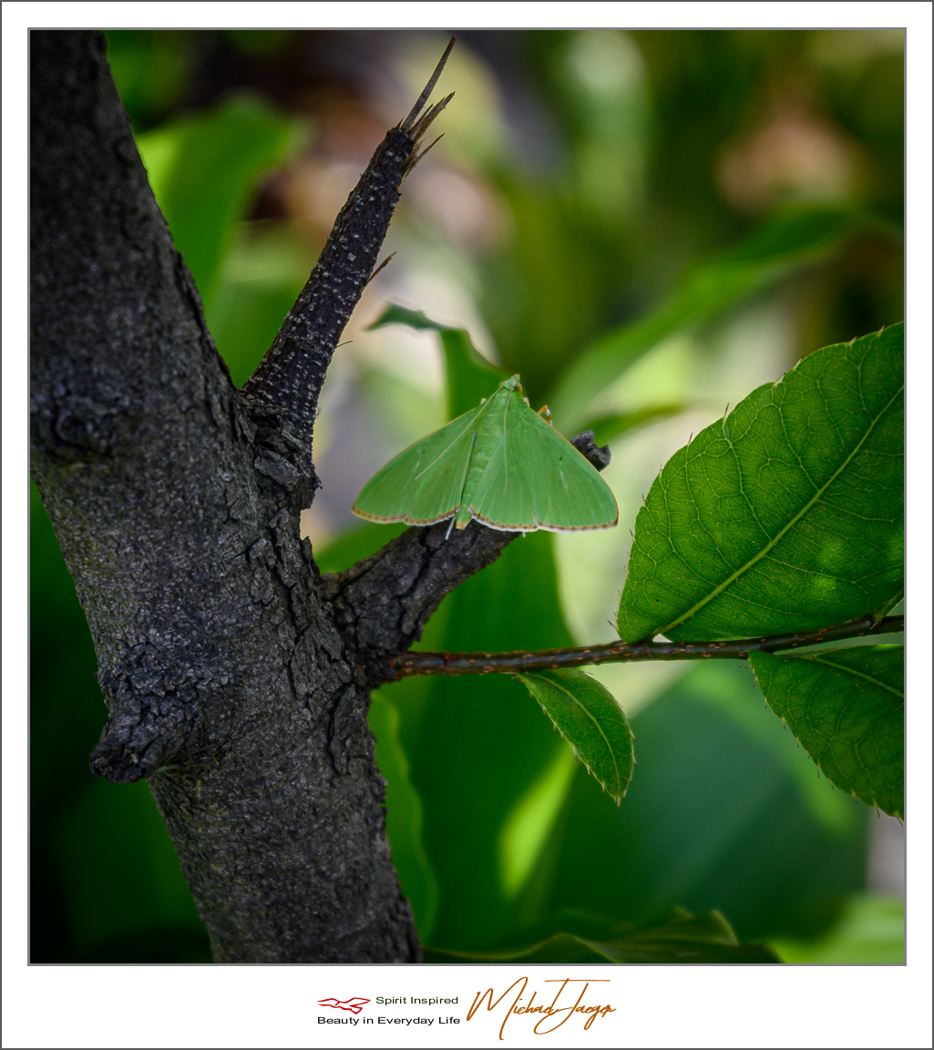 Click image for larger version

Name:	green-(2-of-4).jpg
Views:	63
Size:	625.8 KB
ID:	157107