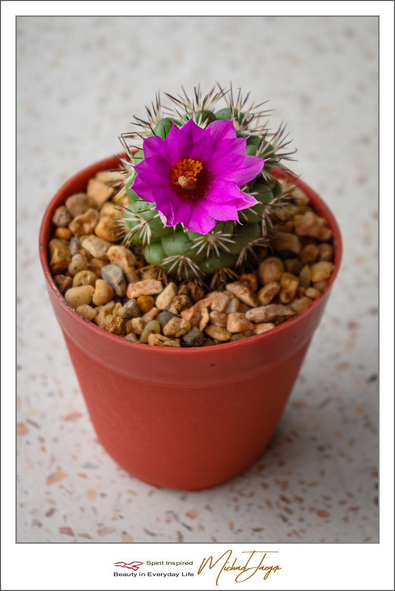 Click image for larger version

Name:	pink-cactus-(2-of-4).jpg
Views:	45
Size:	424.3 KB
ID:	157115