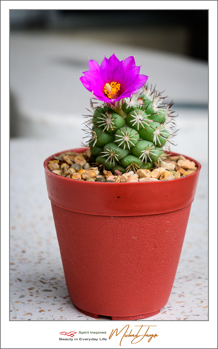 Click image for larger version

Name:	pink-cactus-(4-of-4).jpg
Views:	46
Size:	505.7 KB
ID:	157116