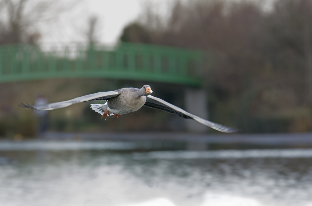 Click image for larger version

Name:	dsc_3207_23375011354_o.jpg
Views:	20
Size:	156.6 KB
ID:	157129