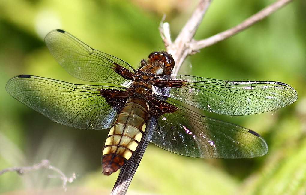 Click image for larger version

Name:	IMG_9518-1.jpg
Views:	131
Size:	102.7 KB
ID:	157144