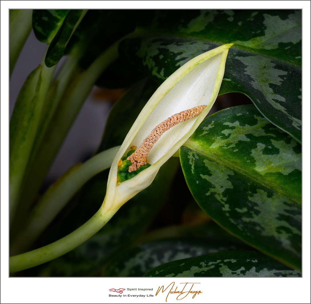 Click image for larger version

Name:	blossom-ype-1.jpg
Views:	56
Size:	616.4 KB
ID:	157191