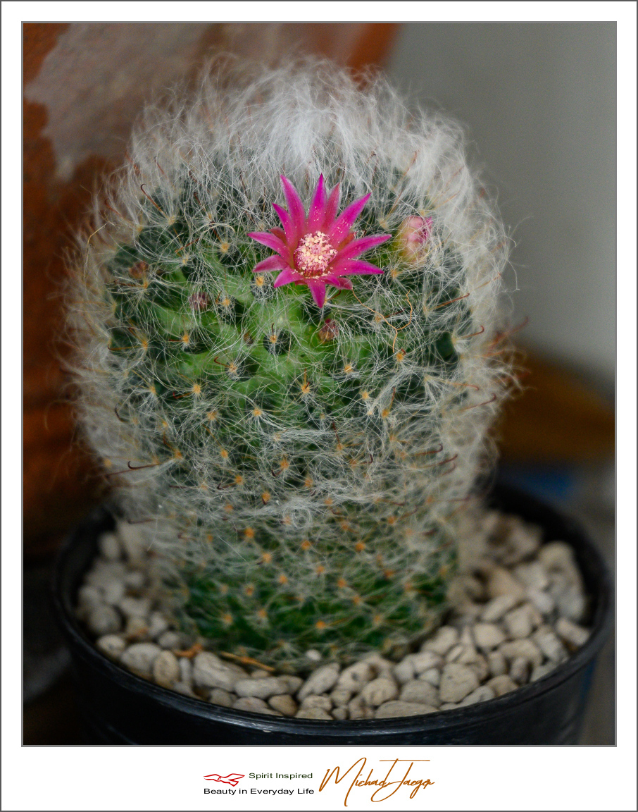 Click image for larger version

Name:	blossom-ype-2.jpg
Views:	52
Size:	710.5 KB
ID:	157206