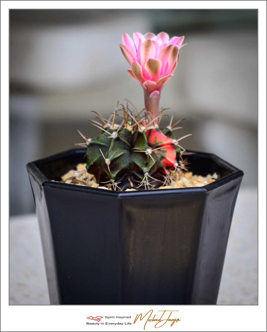 Click image for larger version

Name:	blossom-pink-cactus-2.jpg
Views:	53
Size:	537.6 KB
ID:	157221