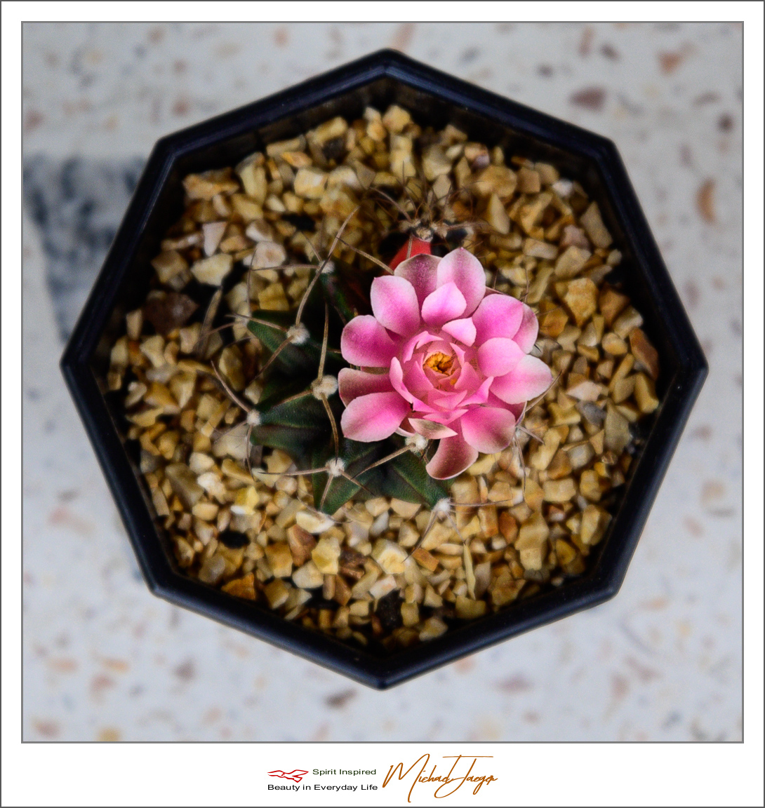 Click image for larger version

Name:	blossom-pink-cactus-1.jpg
Views:	56
Size:	702.1 KB
ID:	157222