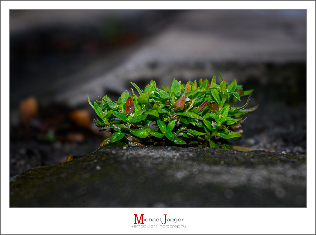 Click image for larger version

Name:	low-green-1.jpg
Views:	46
Size:	441.6 KB
ID:	157230