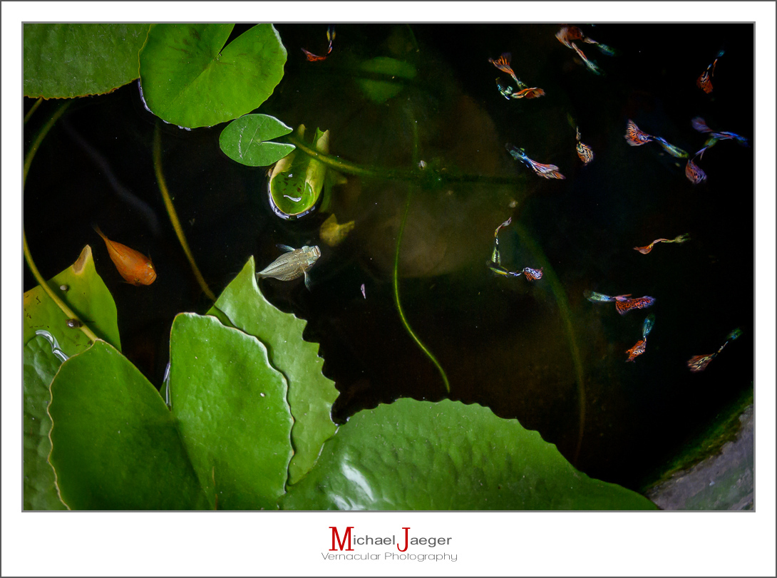 Click image for larger version

Name:	fishy-9.jpg
Views:	107
Size:	418.8 KB
ID:	157238