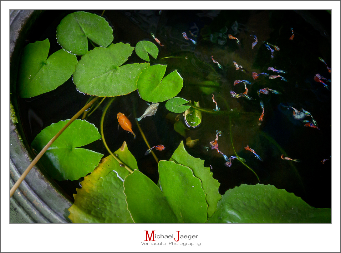 Click image for larger version

Name:	fishy-7.jpg
Views:	92
Size:	490.2 KB
ID:	157239