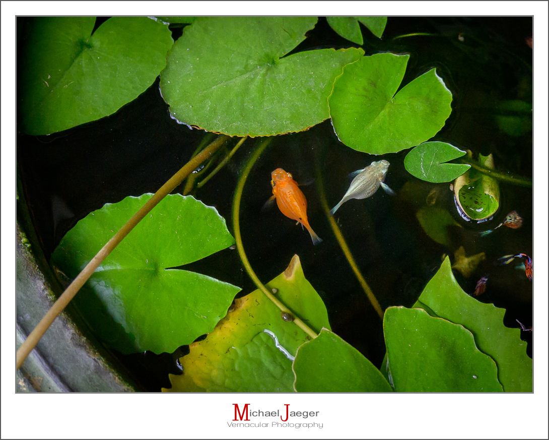 Click image for larger version

Name:	fishy-6.jpg
Views:	93
Size:	599.2 KB
ID:	157241