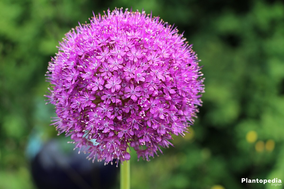 Click image for larger version  Name:	allium-n7.jpg Views:	0 Size:	195.7 KB ID:	157258