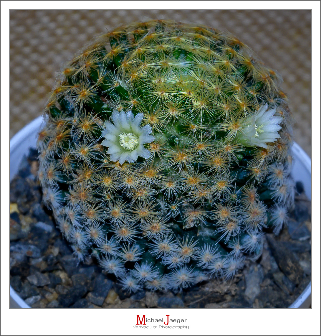 Click image for larger version

Name:	very-tiny-cactus-2.jpg
Views:	47
Size:	920.7 KB
ID:	157269