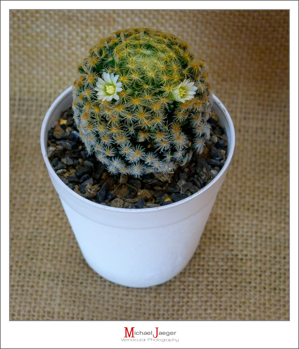 Click image for larger version

Name:	very-tiny-cactus-3.jpg
Views:	47
Size:	954.8 KB
ID:	157270