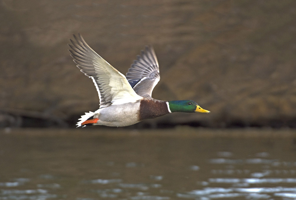 Click image for larger version

Name:	dsc_6956_25257359941_o.jpg
Views:	32
Size:	133.4 KB
ID:	157312