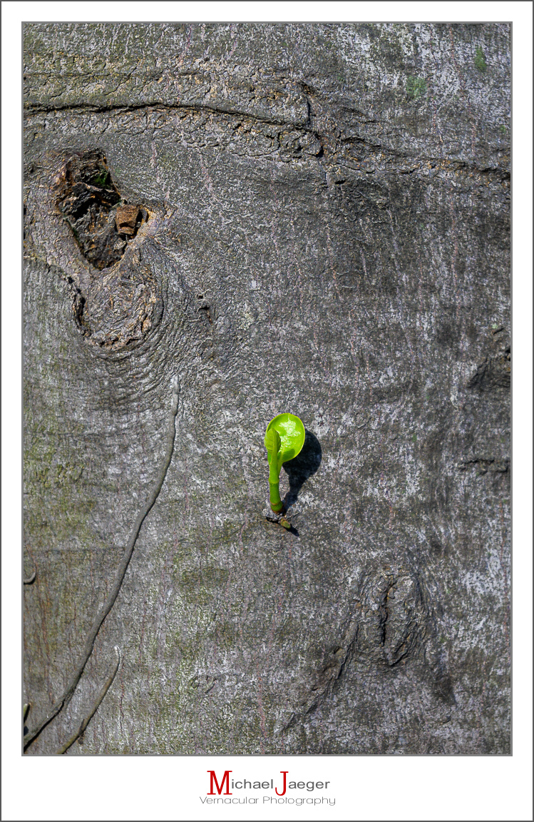 Click image for larger version

Name:	green-1.jpg
Views:	126
Size:	857.6 KB
ID:	157338