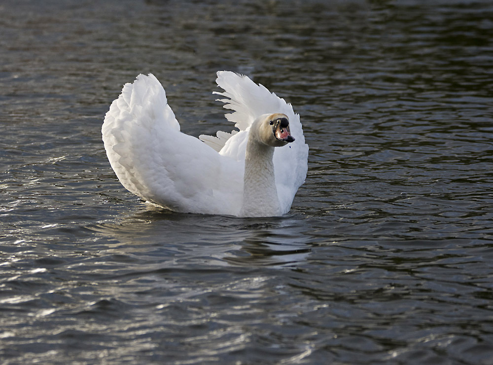 Click image for larger version

Name:	dsc_5865_24723256410_o.jpg
Views:	23
Size:	233.7 KB
ID:	157340