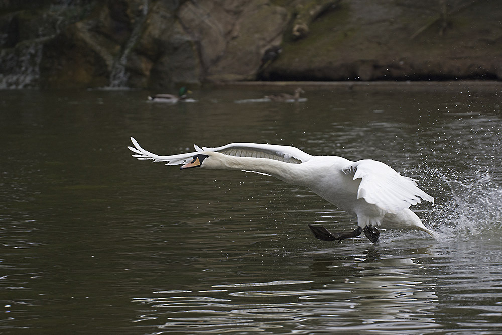 Click image for larger version

Name:	dsc_7950_25752648235_o.jpg
Views:	23
Size:	215.3 KB
ID:	157342