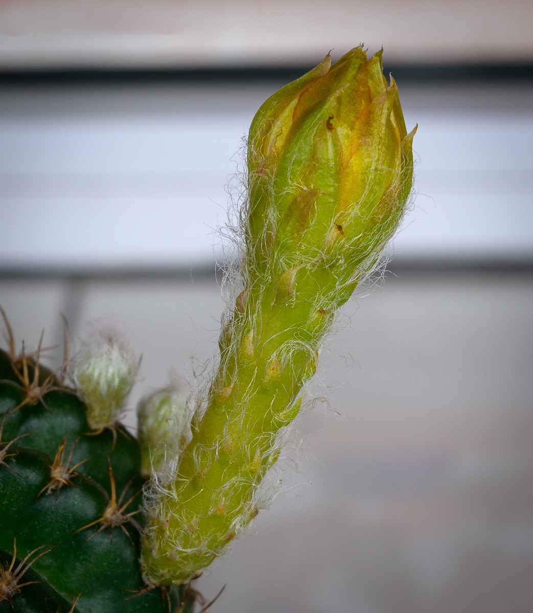 Click image for larger version

Name:	blooming-soon-1.jpg
Views:	78
Size:	1.07 MB
ID:	157614