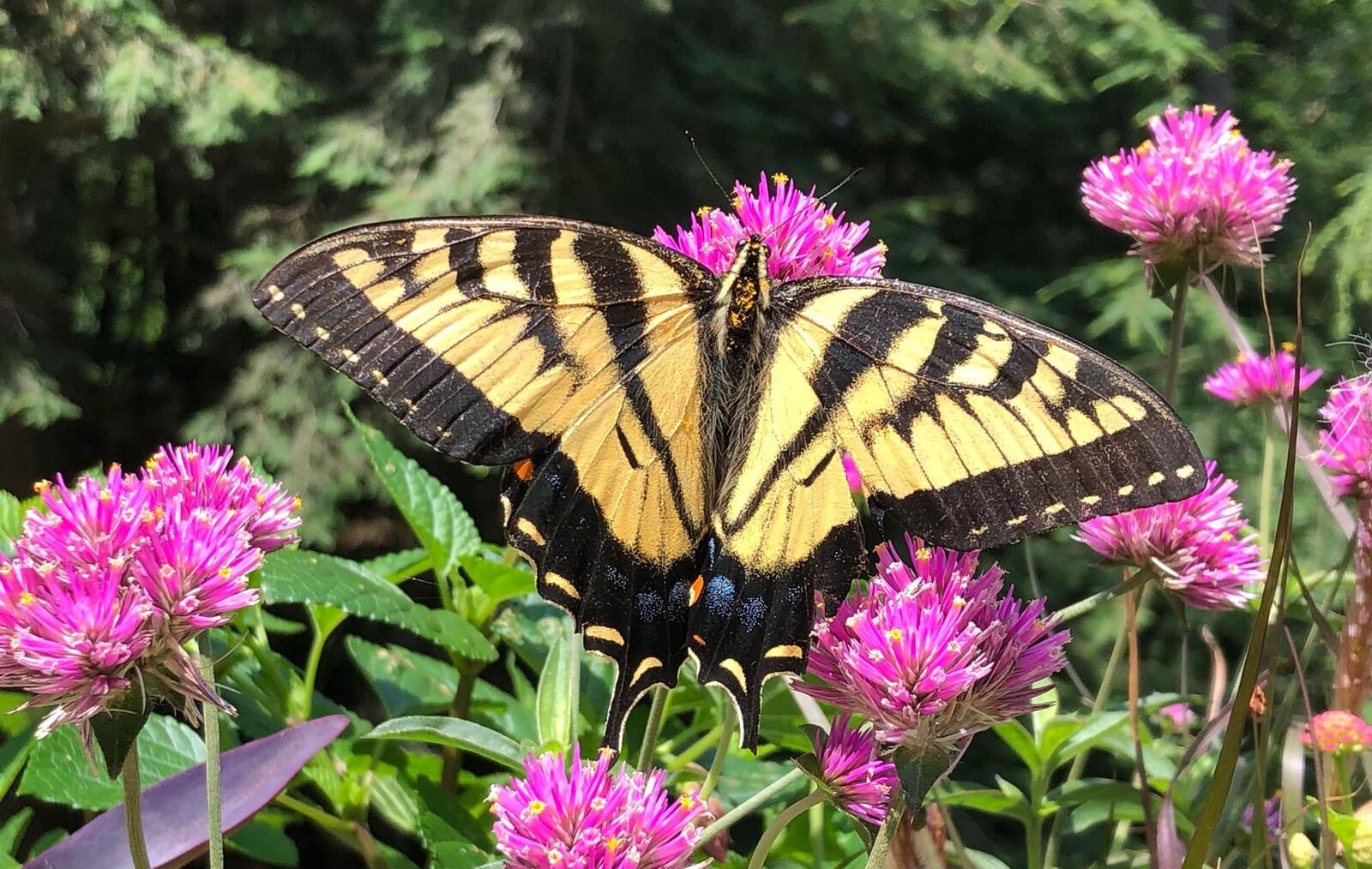 Click image for larger version  Name:	butterfly 1.jpg Views:	0 Size:	297.4 KB ID:	157625