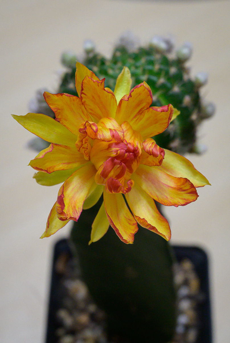 Click image for larger version

Name:	yellorange-1.jpg
Views:	71
Size:	939.4 KB
ID:	157653