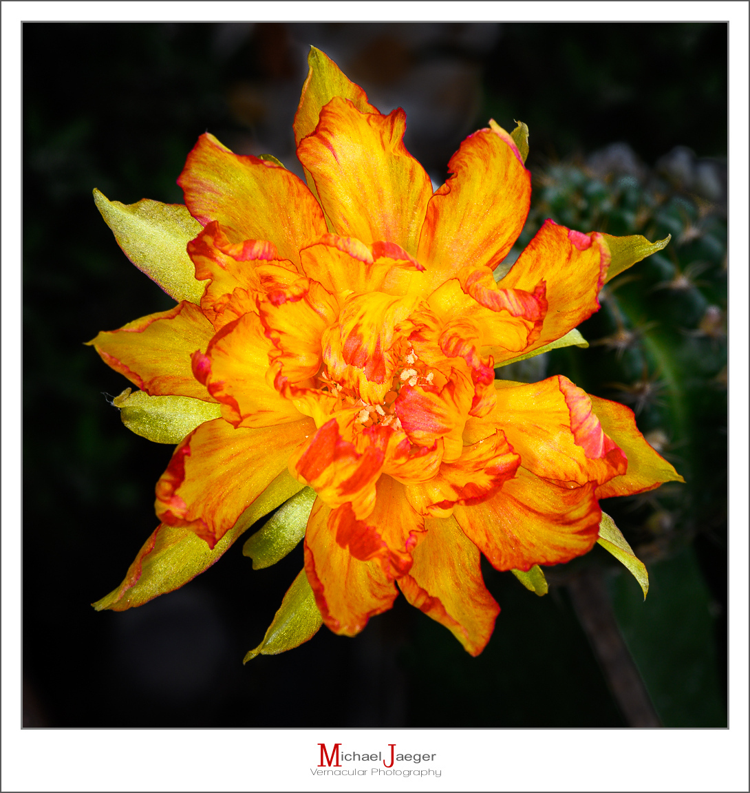 Click image for larger version

Name:	blossom-1-2.jpg
Views:	77
Size:	766.2 KB
ID:	157666