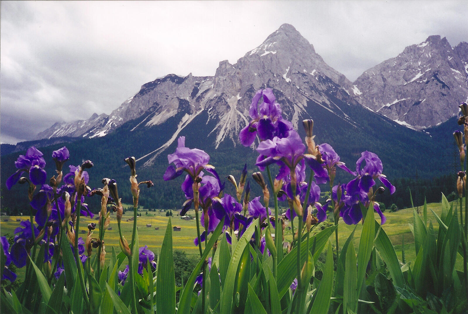 Click image for larger version

Name:	irises hi res (2020_06_09 09_43_06 UTC).jpg
Views:	109
Size:	349.1 KB
ID:	157762
