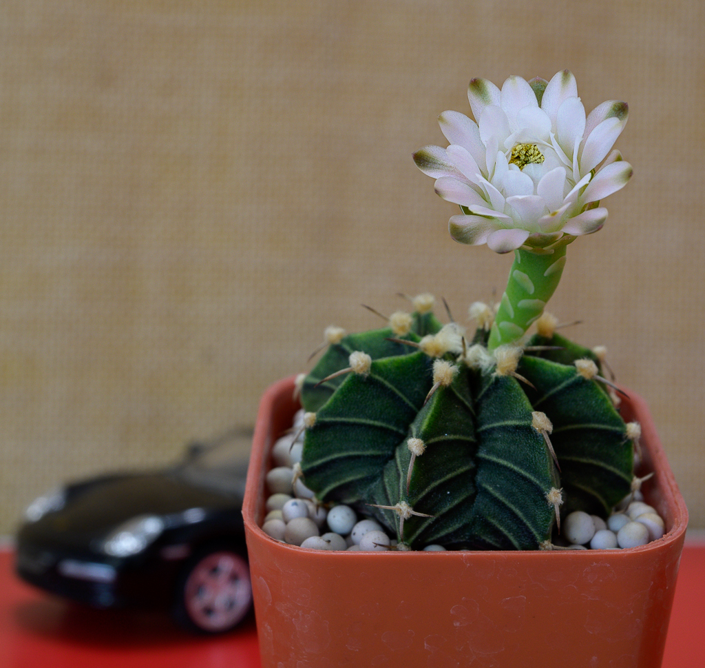 Click image for larger version

Name:	blossom-car-1-3.jpg
Views:	80
Size:	931.3 KB
ID:	157790