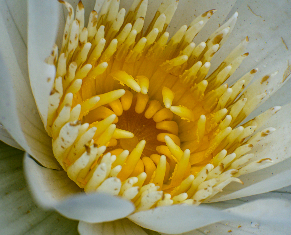 Click image for larger version

Name:	yellow-4.jpg
Views:	54
Size:	853.2 KB
ID:	157793