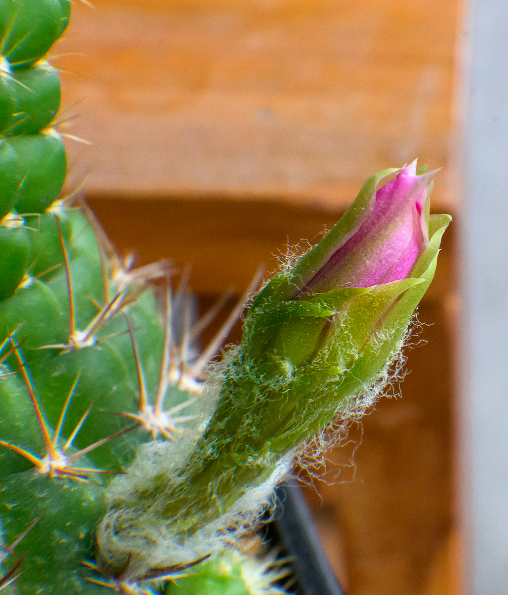 Click image for larger version

Name:	morning-blossom-sat-2.jpg
Views:	87
Size:	1.33 MB
ID:	157832