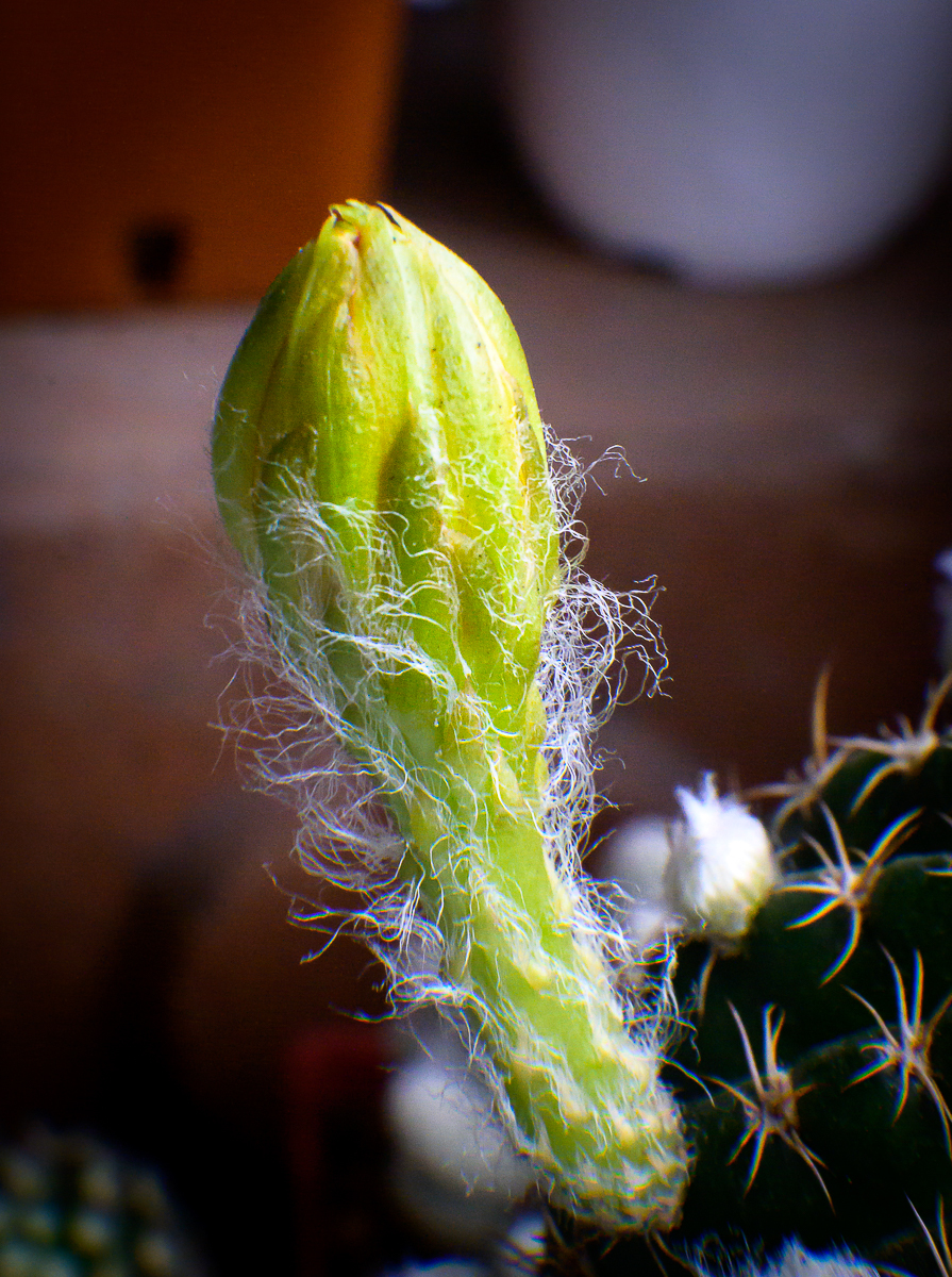 Click image for larger version

Name:	morning-blossom-sat-3.jpg
Views:	73
Size:	1.16 MB
ID:	157833