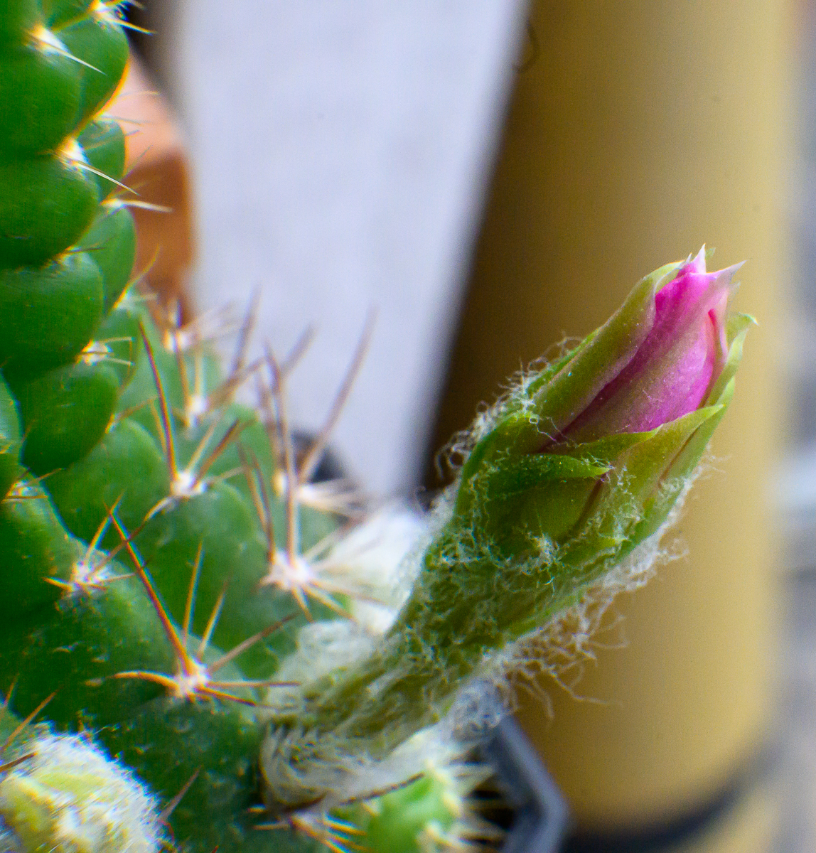 Click image for larger version

Name:	morning-blossom-sat-1.jpg
Views:	81
Size:	1.48 MB
ID:	157834