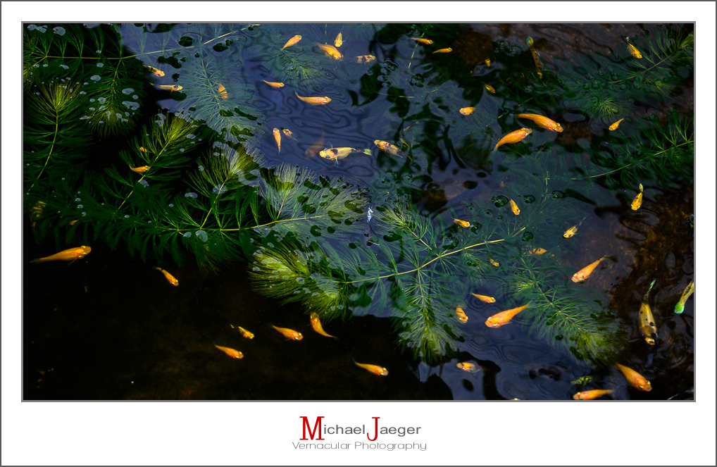 Click image for larger version

Name:	fish-1.jpg
Views:	77
Size:	499.4 KB
ID:	157836