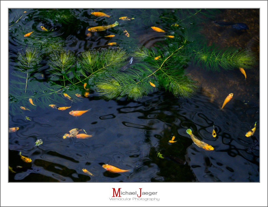 Click image for larger version

Name:	fish-1-2.jpg
Views:	67
Size:	593.7 KB
ID:	157837