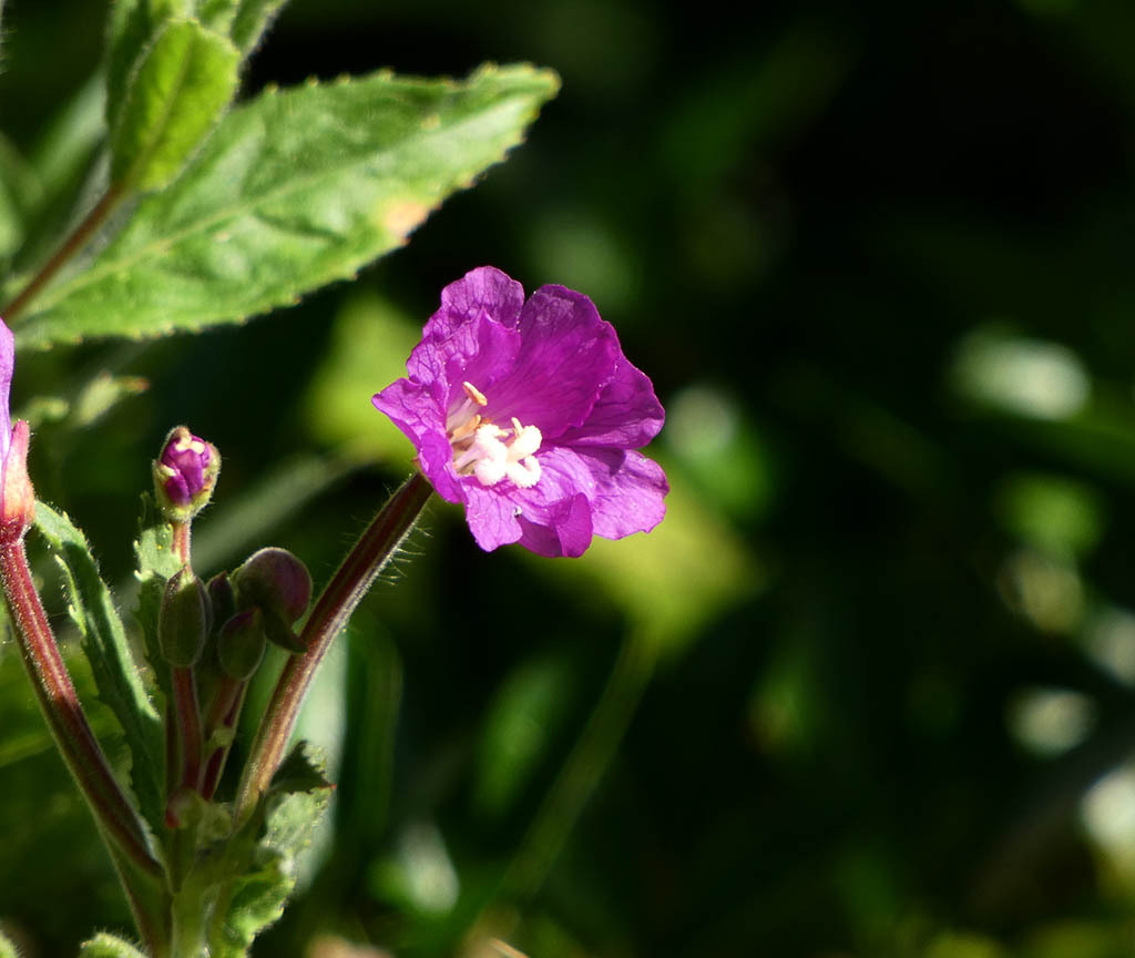 Click image for larger version

Name:	P1120300.jpg
Views:	51
Size:	127.8 KB
ID:	157844