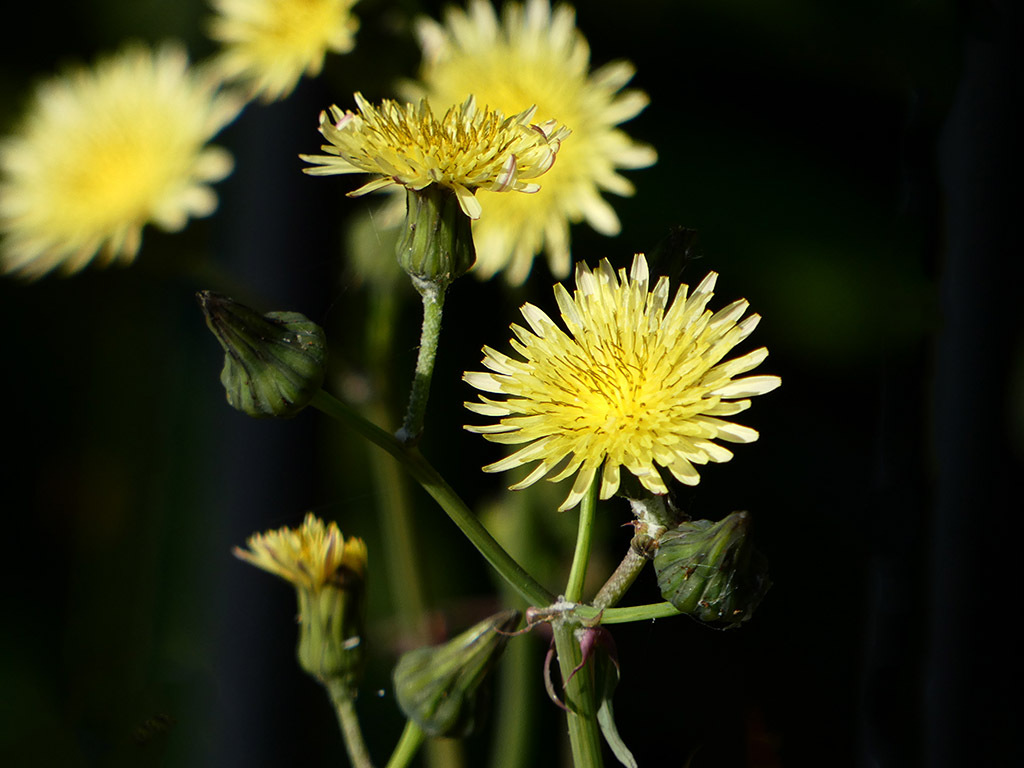 Click image for larger version

Name:	P1120206.jpg
Views:	53
Size:	175.7 KB
ID:	157845