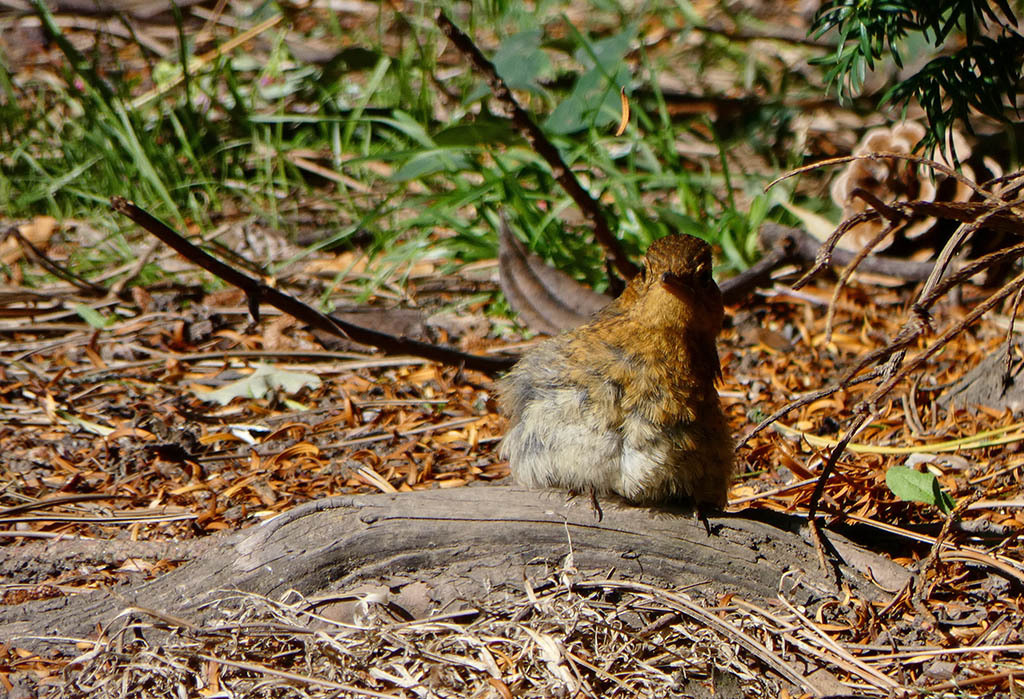 Click image for larger version

Name:	P1120289.jpg
Views:	22
Size:	344.0 KB
ID:	157854