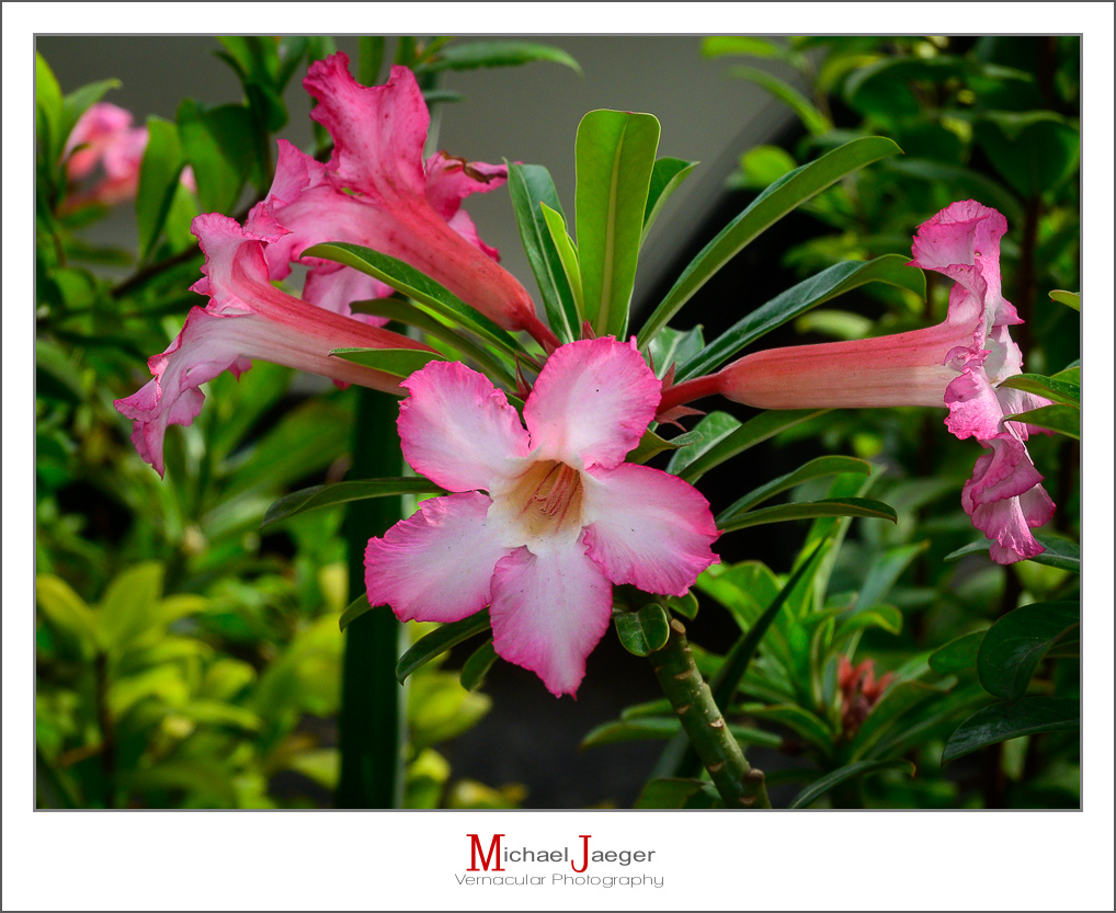 Click image for larger version

Name:	aflower-mornin-ype-1.jpg
Views:	43
Size:	513.3 KB
ID:	157870