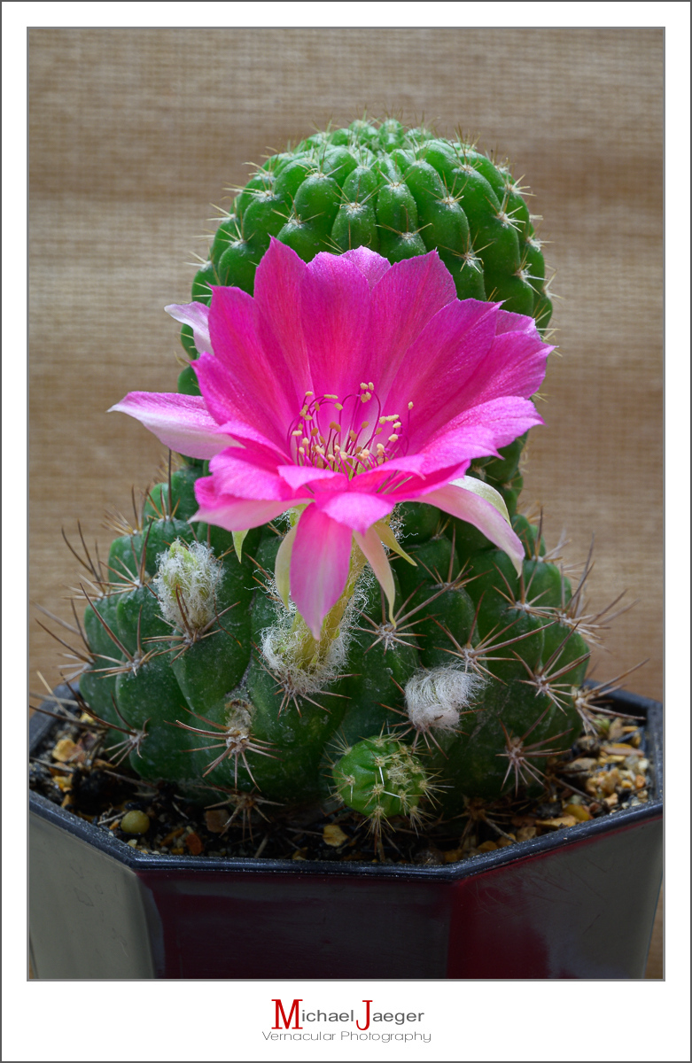 Click image for larger version

Name:	blossoms-morning-cactus-2.jpg
Views:	55
Size:	532.2 KB
ID:	157872