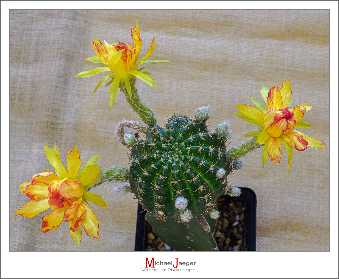 Click image for larger version

Name:	blossoms-morning-cactus-1.jpg
Views:	49
Size:	727.3 KB
ID:	157873