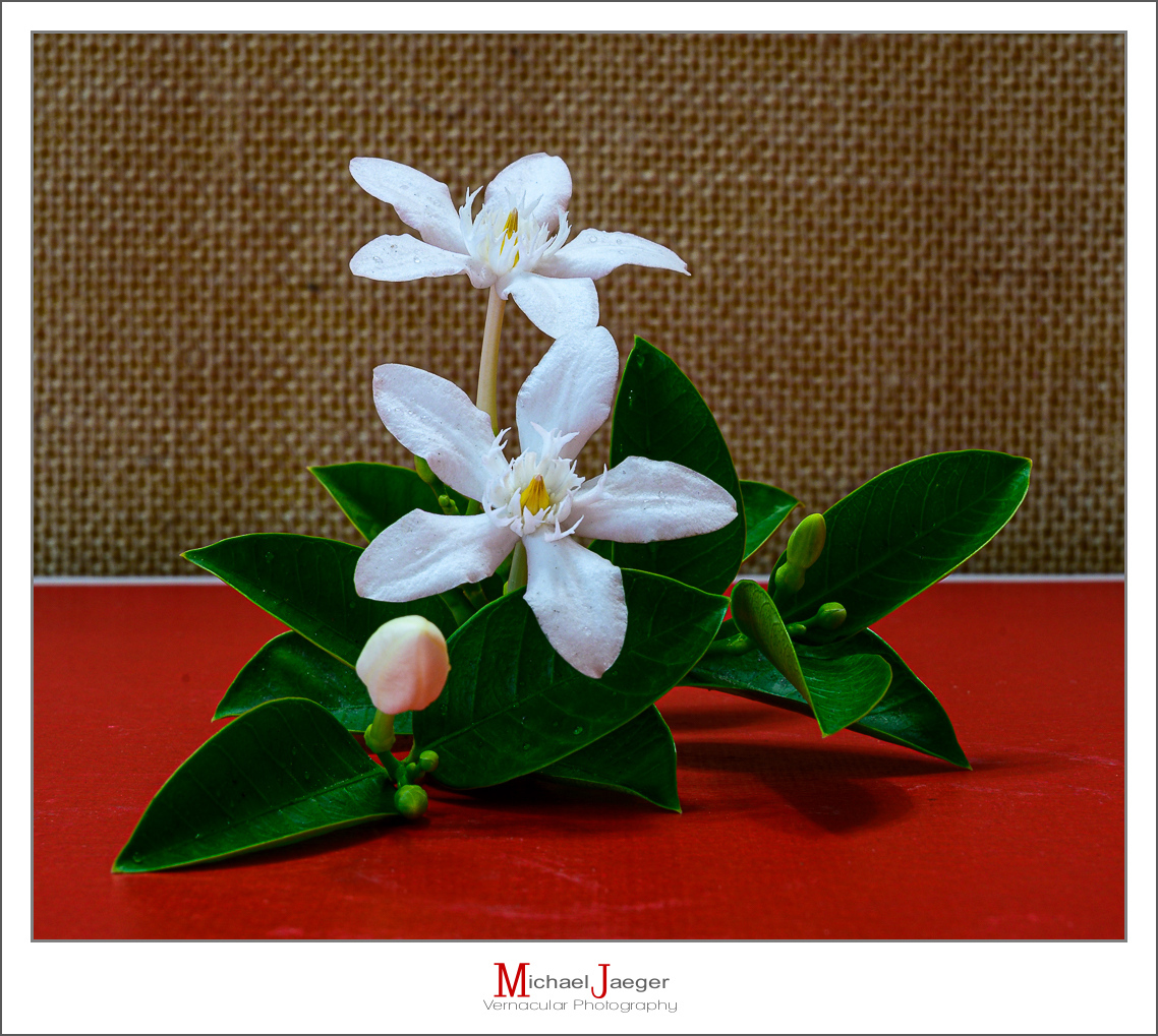 Click image for larger version

Name:	white-1.jpg
Views:	46
Size:	668.9 KB
ID:	157897