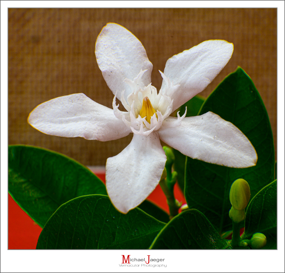 Click image for larger version

Name:	white-2.jpg
Views:	57
Size:	751.3 KB
ID:	157895