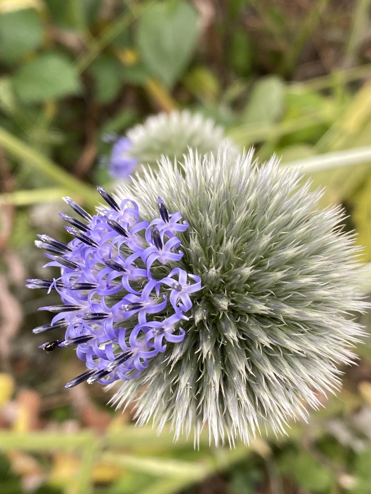 Click image for larger version

Name:	IMG_2812.JPG
Views:	48
Size:	238.6 KB
ID:	157903