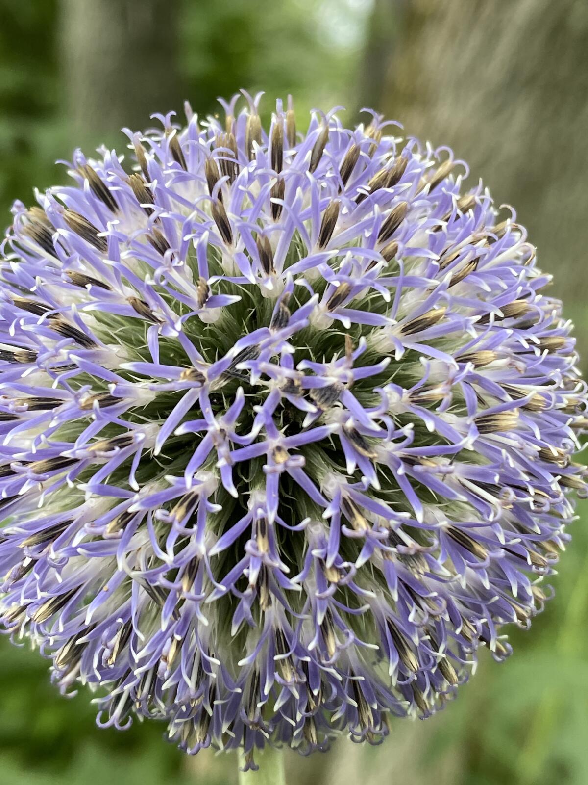 Click image for larger version

Name:	IMG_2811.JPG
Views:	46
Size:	310.6 KB
ID:	157904