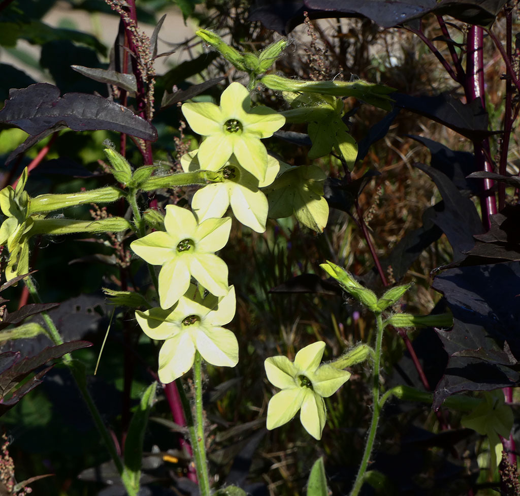 Click image for larger version

Name:	P1120181.jpg
Views:	45
Size:	277.5 KB
ID:	157916