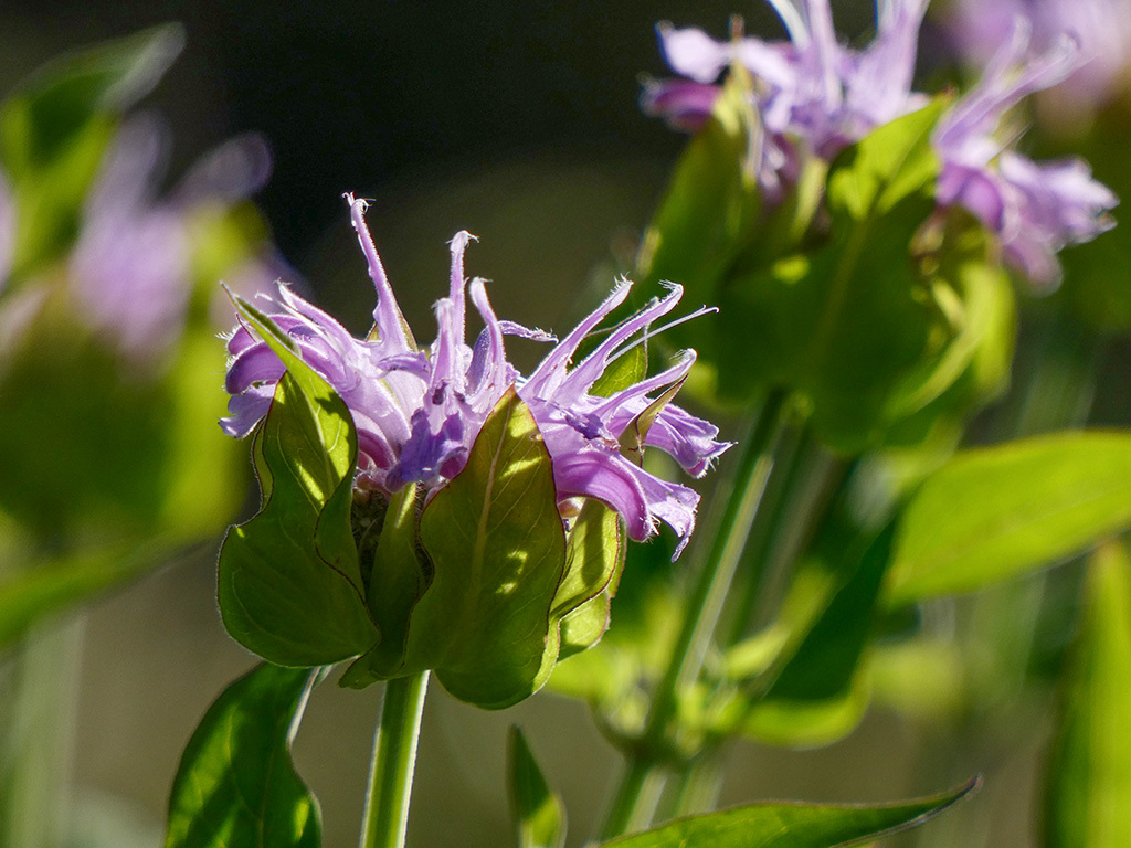 Click image for larger version

Name:	P1120208.jpg
Views:	41
Size:	284.8 KB
ID:	157918